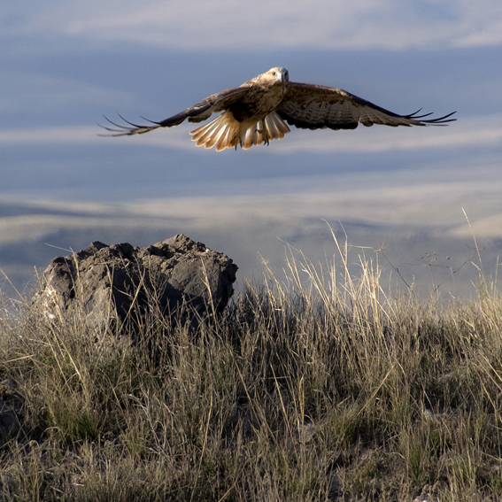 oost_turkije, long legged buzzard.jpg